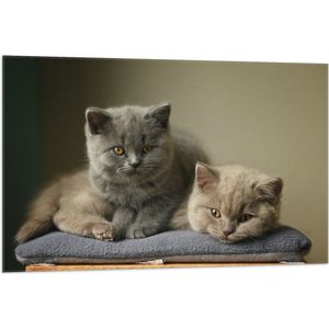 WallClassics - Vlag - Britse Korthaart Katten - 105x70 cm Foto op Polyester Vlag