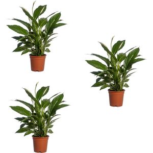 3 stuks De Lepelplant of De VredesLelie, Bekend om zijn Witte Bloemen,Spathiphyllum Vivaldi - Ø17cm - 70cm