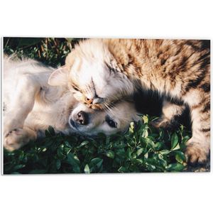 PVC Schuimplaat- Bruine Kat Knuffelend met Labrador Puppy in het Grasveld - 60x40 cm Foto op PVC Schuimplaat