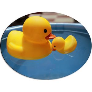 Dibond Ovaal - Moeder en Baby Badeenden in het Water - 56x42 cm Foto op Ovaal (Met Ophangsysteem)