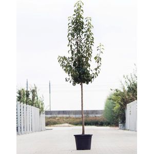 Grote Perenboom | Pyrus communis 'Conference' | Halfstam | 180 - 230 cm | Stamomtrek 11-14 cm | 6 jaar