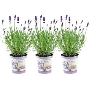 Plants by Frank - Set van 3 echte lavendelplanten in sierpot 'Deluxe' - 3 x Lavandula Angustifolia Felice ® 13 cm pot - Winterharde lavendelplant - Vers van de kwekerij Geleverd