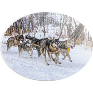 PVC Schuimplaat Ovaal - Groep Slee-honden in Sneeuwlandschap - 28x21 cm Foto op Ovaal (Met Ophangsysteem)
