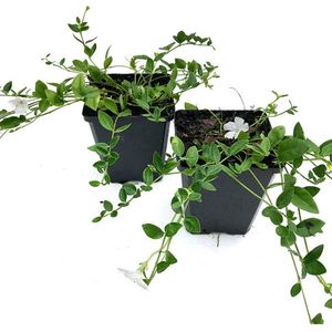 Vinca minor (kleine maagdenpalm) - witbloeiend -6 planten - potmaat 9 cm