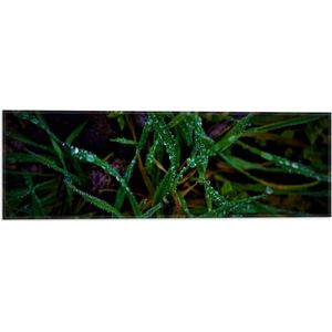 WallClassics - Vlag - Close-up van Groene en Paarse Grassen met Druppels - 60x20 cm Foto op Polyester Vlag