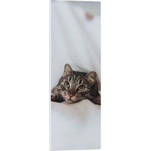 WallClassics - PVC Schuimplaat - Cyperse Kat onder de Dekens - 30x90 cm Foto op PVC Schuimplaat (Met Ophangsysteem)