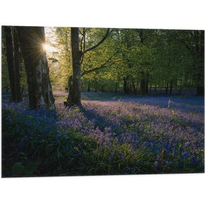 WallClassics - Vlag - Zonnetje Schijnend op Lavendel  - 80x60 cm Foto op Polyester Vlag