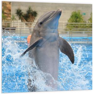 PVC Schuimplaat- Dolfijn Springend in het Water - 100x100 cm Foto op PVC Schuimplaat