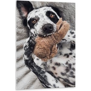 PVC Schuimplaat - Dalmatiër Hond Spelend met Bruine Knuffel - 80x120 cm Foto op PVC Schuimplaat (Met Ophangsysteem)