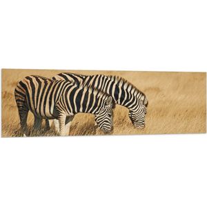 Vlag - Grazend Zebra Duo in het Droog Gras Landschap - 150x50 cm Foto op Polyester Vlag