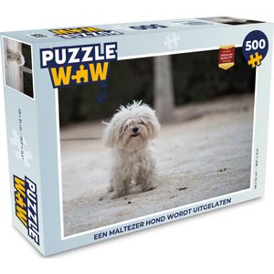 Puzzel Een Maltezer hond wordt uitgelaten - Legpuzzel - Puzzel 500 stukjes