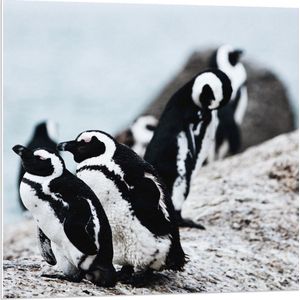 Forex - Zwart/Witte Pinguïns op een Rots - 80x80cm Foto op Forex