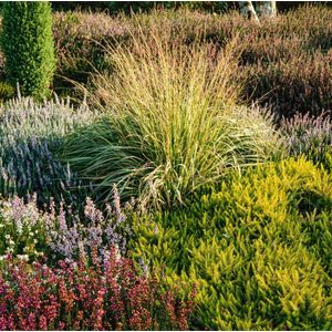 Plants Online - Tuinplanten - Siergrassen - Set van 1 - Molinia caerulea - 2 liter pot - Plant