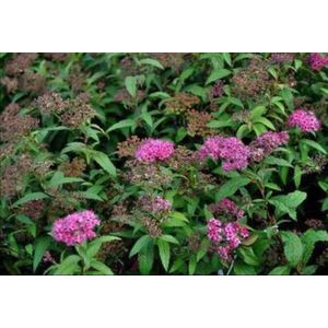 2 x Spiraea jap. 'Anthony Waterer' - Spierstruik, Japanse Spirea 40- 50 cm in pot