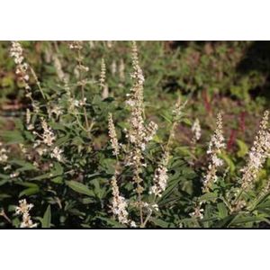 2 x Vitex agnus-castus 'Albus' - Monnikenpeper, Kuisheidsplant, Boom Van Het Heilige Lam 30- 40 cm in pot