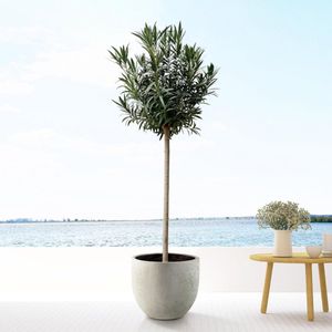 Nerium Oleander op stam met rode bloem - 200cm- Ø35