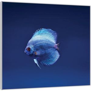 Acrylglas –Blauwe Vis in het Water -80x80 (Met ophang)