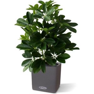 Raam Schefflera kunstplant 50cm