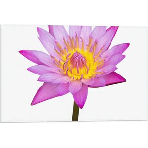 Vlag - Tekening van Roze Lotus Bloem tegen Witte Achtergrond - 60x40 cm Foto op Polyester Vlag