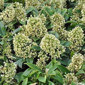 Skimmia confusa ‘Kew Green’ 25-30 cm
