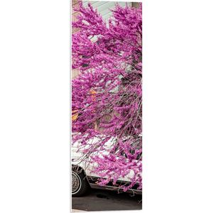WallClassics - PVC Schuimplaat - Roze Bloesemboom boven Witte Auto - 30x90 cm Foto op PVC Schuimplaat (Met Ophangsysteem)