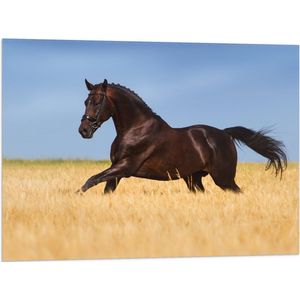 Vlag - Bruin Paard Gallopernd door het Hoge Gras - 80x60 cm Foto op Polyester Vlag