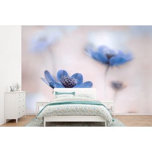 Cosmos - Bloemen - Natuur - Blauw