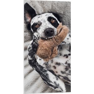 PVC Schuimplaat- Dalmatiër Hond Spelend met Bruine Knuffel - 50x100 cm Foto op PVC Schuimplaat