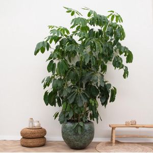 Vingerboom - Schefflera Amate XL hoogte 250cm potmaat 50cm