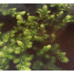 Hoornblad (Ceratophyllum demersum)  - Zuurstofplant - per 5 bundels - Vijverplant- Vijverplanten Webshop