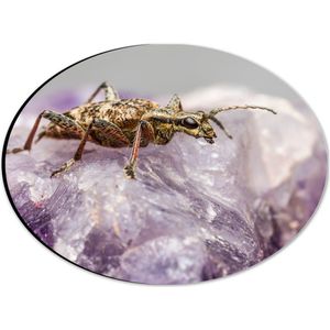 WallClassics - Dibond Ovaal - Insect op een Paars Kristal - 28x21 cm Foto op Ovaal (Met Ophangsysteem)