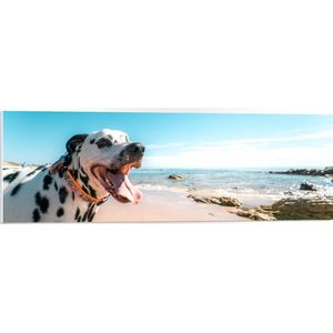 PVC Schuimplaat - Vrolijke Dalmatiër op het Strand - 90x30 cm Foto op PVC Schuimplaat (Met Ophangsysteem)