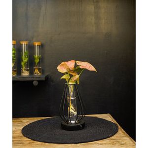 Turijn | lichtplantje | Hydroponie |Round |Syngonium Neon