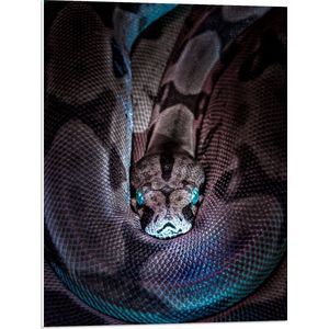 PVC Schuimplaat - Opgerolde Slang met Blauwe Ogen - 60x80 cm Foto op PVC Schuimplaat (Met Ophangsysteem)