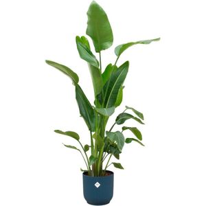Combi deal - Strelitzia Nicolai inclusief elho Vibes Fold Round blauw Ø30 - 180 cm