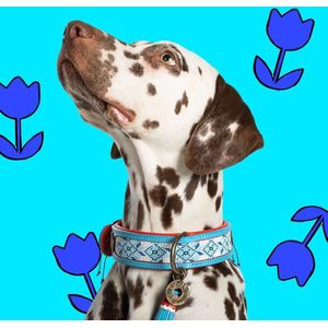 DWAM Dog with a Mission – Halsband Hond – Hondenhalsband – Blauw – L – Leer – Halsomvang tussen 38-47 x 4 cm – Dutchie