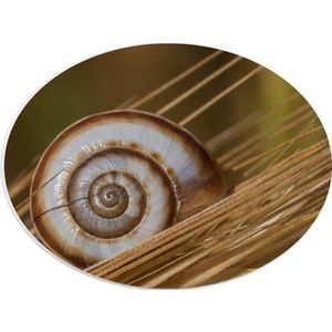 PVC Schuimplaat Ovaal - Wit met Bruin Slakkenhuis op Droge Grassen - 40x30 cm Foto op Ovaal (Met Ophangsysteem)