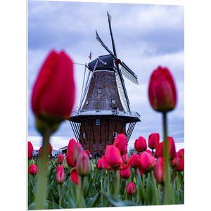 WallClassics - PVC Schuimplaat- Rood Tulpenveld onder aan Bruine Molen - 75x100 cm Foto op PVC Schuimplaat