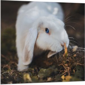 Vlag - Wit Konijntje Snuffelend bij Tak met Bladeren - 100x100 cm Foto op Polyester Vlag