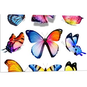 Forex - Kleurrijke Vlinders op Wit Blad - 90x60cm Foto op Forex