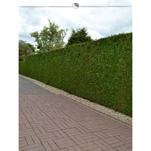Westerse Levensboom Thuja Brabant 160-180 cm, 10x Haagplant
