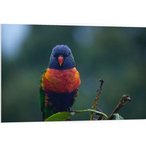 WallClassics - PVC Schuimplaat- Kleine Rood met Blauwe Parkiet op Groen Blad - 105x70 cm Foto op PVC Schuimplaat