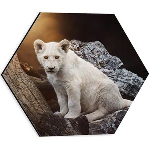 Dibond Hexagon - Zuid-Afrikaans Leeuwen Welpje op een Rots - 30x26.1 cm Foto op Hexagon (Met Ophangsysteem)