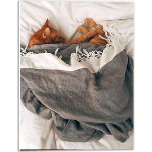 Forex - Slapende Kat onder Deken op Bed - 30x40cm Foto op Forex