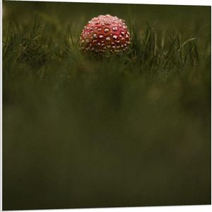 Forex - Kleine Kabouter Paddenstoel - 80x80cm Foto op Forex