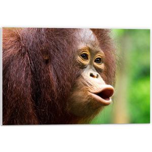 PVC Schuimplaat- Fluitende Rood-Bruine Orang Oetan in Regenwoud - 60x40 cm Foto op PVC Schuimplaat