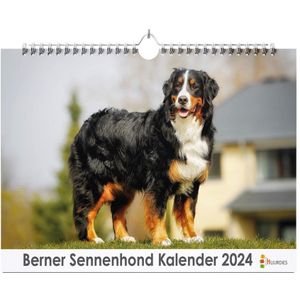 XL 2024 Kalender - Jaarkalender - Berner Sennenhond