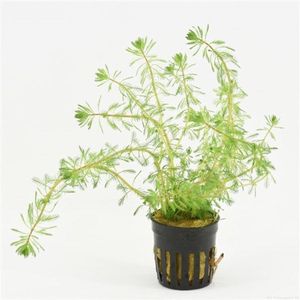 Moerings Myriophyllum Brasiliensis | Braziliaans vederkruid | in 5 cm pot
