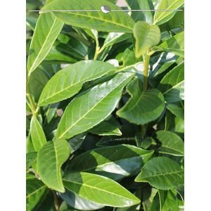 Laurier Prunus Genolia 40-60 cm in Pot, 25x Haagplant