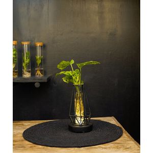 Turijn | lichtplantje | Hydroponie |Diamond|Monstera Adansonii